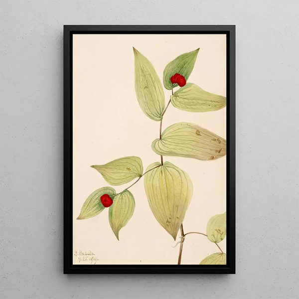 Mary Vaux Walcott - FairyBells Disporum trachycarpum.webp