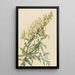 Faux indigo Baptista bructeata - Mary Vaux Walcott — quadro incorniciato alla parete