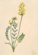 Faux locoweed Oxytropia gracilis - Mary Vaux Walcott — vista dell’opera