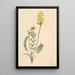 Faux locoweed Oxytropia gracilis - Mary Vaux Walcott — quadro incorniciato alla parete