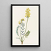 Faux Oxytropis gracilis - Mary Vaux Walcott — quadro incorniciato alla parete