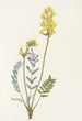Faux Oxytropis gracilis - Mary Vaux Walcott — vista dell’opera