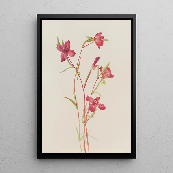 Mary Vaux Walcott - Farewell to Spring Godetia amoena lilja.webp