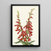 Pentstémon de feu Pentstemon eatonii - Mary Vaux Walcott — quadro incorniciato alla parete