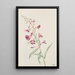 Épilobe en épi Epilobium angustifolium - Mary Vaux Walcott — quadro incorniciato alla parete