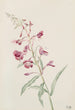 Épilobe en épi Epilobium angustifolium - Mary Vaux Walcott — vista dell’opera