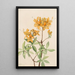 Azalée flamme Azalea lutea - Mary Vaux Walcott — quadro incorniciato alla parete