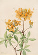 Azalée flamme Azalea lutea - Mary Vaux Walcott — vista dell’opera