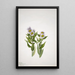 Vergerette à grandes fleurs Erigeron macranthus - Mary Vaux Walcott — quadro incorniciato alla parete