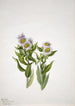 Vergerette à grandes fleurs Erigeron macranthus - Mary Vaux Walcott — vista dell’opera