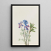 Studio di fiori - Mary Vaux Walcott — quadro incorniciato alla parete