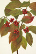 Fruit de cornouiller Cornus florida - Mary Vaux Walcott — vista dell’opera