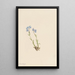 Myosotis des Alpes Myosotis alpestris - Mary Vaux Walcott — quadro incorniciato alla parete