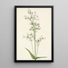 Pentstémon a grandi fiori Pentstemon digitalis - Mary Vaux Walcott — quadro incorniciato alla parete