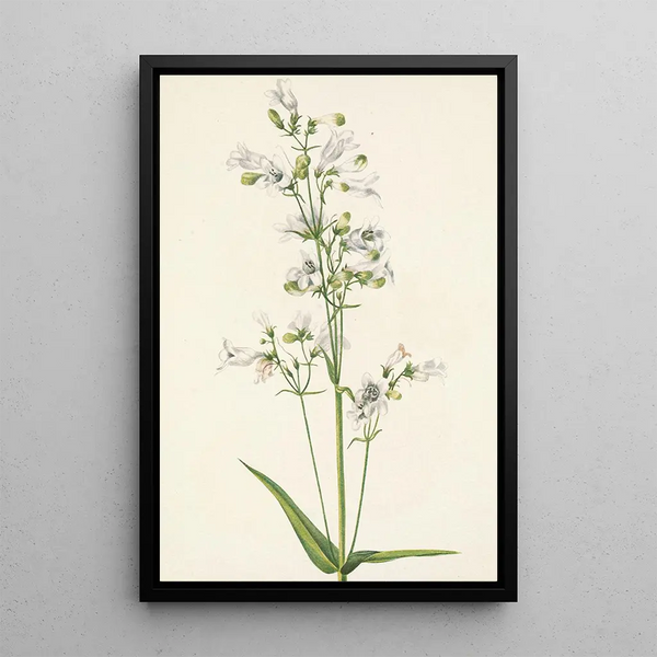 Mary Vaux Walcott - Foxglove Pentstemon Pentstemon digitalis.webp