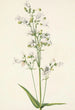 Pentstémon a grandi fiori Pentstemon digitalis - Mary Vaux Walcott — vista dell’opera