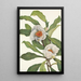 Franklinia alatamaha - Mary Vaux Walcott — quadro incorniciato alla parete