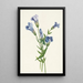 Gentiane frangée Gentiana crinita - Mary Vaux Walcott — quadro incorniciato alla parete
