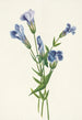 Gentiane frangée Gentiana crinita - Mary Vaux Walcott — vista dell’opera
