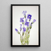 Gentiane frangée Gentiana elegana - Mary Vaux Walcott — quadro incorniciato alla parete