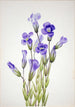 Gentiane frangée Gentiana elegana - Mary Vaux Walcott — vista dell’opera