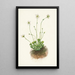 Parnassie frangée Parnassia fimbriata - Mary Vaux Walcott — quadro incorniciato alla parete