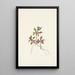 Polygale a foglie paucifolate Polygala paucifolia - Mary Vaux Walcott — quadro incorniciato alla parete