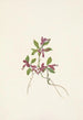 Polygale a foglie paucifolate Polygala paucifolia - Mary Vaux Walcott — vista dell’opera