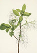 Arbre à franges Chionanthus virginica - Mary Vaux Walcott — vista dell’opera