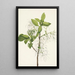 Arbre à franges Chionanthus virginica - Mary Vaux Walcott — quadro incorniciato alla parete