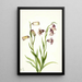 Fritillaire a due fiori Fritillaria biflora - Mary Vaux Walcott — quadro incorniciato alla parete