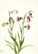 Fritillaire a due fiori Fritillaria biflora - Mary Vaux Walcott — vista dell’opera