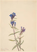 Gentiane Gentiana affinis - Mary Vaux Walcott — vista dell’opera