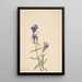 Gentiane Gentiana affinis - Mary Vaux Walcott — quadro incorniciato alla parete