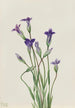 Gentiane Gentiana holopetala - Mary Vaux Walcott — vista dell’opera