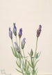 Gentiane Gentiana macounii - Mary Vaux Walcott — vista dell’opera