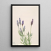 Gentiane Gentiana macounii - Mary Vaux Walcott — quadro incorniciato alla parete