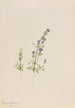 Gentiana propingua - Mary Vaux Walcott — vista dell’opera