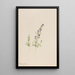 Gentiana propingua - Mary Vaux Walcott — quadro incorniciato alla parete