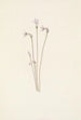 Monotrope uniflore Thalesia uniflora - Mary Vaux Walcott — vista dell’opera