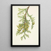 Thuya gigante Thuja plicata - Mary Vaux Walcott — quadro incorniciato alla parete