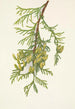 Thuya gigante Thuja plicata - Mary Vaux Walcott — vista dell’opera