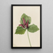Trille gigante Trillium chloropetalum - Mary Vaux Walcott — quadro incorniciato alla parete