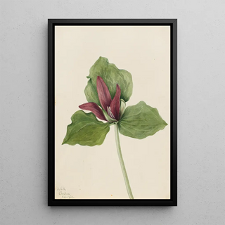 Mary Vaux Walcott - Giant Trillium Trillium chloropetalum.webp