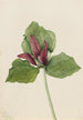 Trille gigante Trillium chloropetalum - Mary Vaux Walcott — vista dell’opera