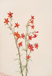 Gilia arizonica - Mary Vaux Walcott — vista dell’opera
