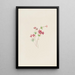 Gilia linanthus parviflorus - Mary Vaux Walcott — quadro incorniciato alla parete