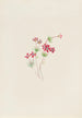 Gilia linanthus parviflorus - Mary Vaux Walcott — vista dell’opera
