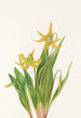 Érythrone à grandi fiori Erythronium grandiflorum - Mary Vaux Walcott — vista dell’opera