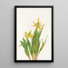 Érythrone à grandi fiori Erythronium grandiflorum - Mary Vaux Walcott — quadro incorniciato alla parete